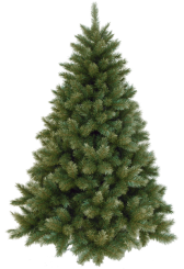 [BLACK FRIDAY: Vánoční stromek OREGON CEDAR]